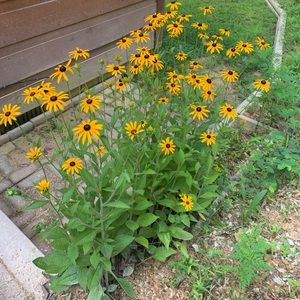 Meet your Posher, Sheri